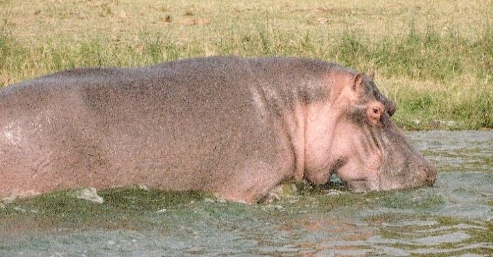 The hippo, the most preferred game meat renowned as Kinywani kya Bwita in Runyaruguru