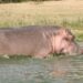 The hippo, the most preferred game meat renowned as Kinywani kya Bwita in Runyaruguru