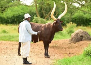President Yoweri Museveni with one of his Ankole long-horned cattle