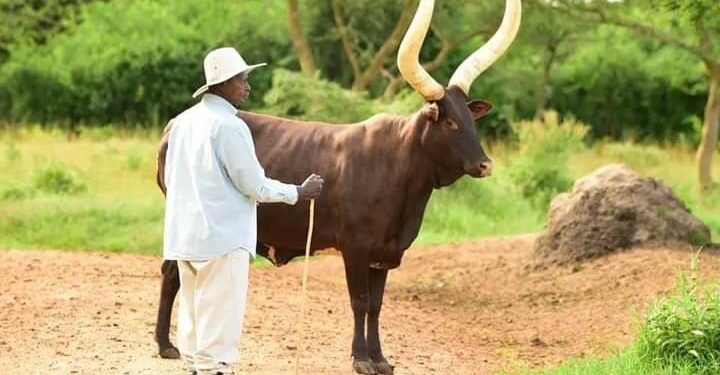 President Yoweri Museveni with one of his Ankole long-horned cattle