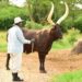 President Yoweri Museveni with one of his Ankole long-horned cattle