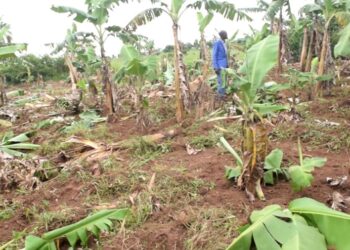 Some of the destroyed crops on the contested land