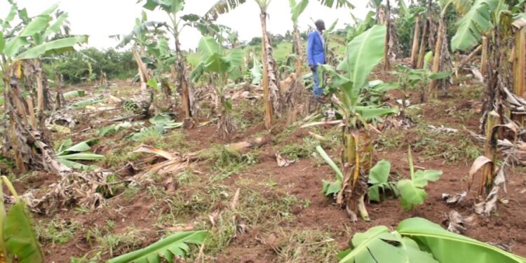 Some of the destroyed crops on the contested land