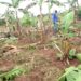 Some of the destroyed crops on the contested land