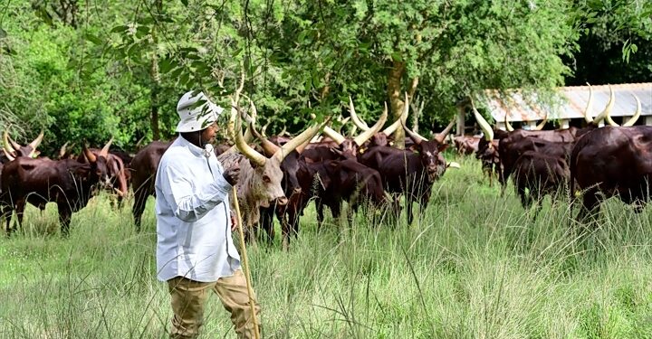 President Yoweri Museveni