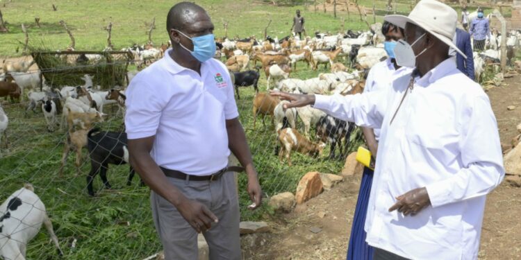 President Yoweri Museveni at Polla Mixed Farm
