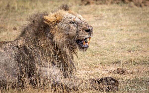 Loonkito, 19 years was believed to be one of the oldest lions in the world. Photo by Karina Robin
