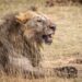 Loonkito, 19 years was believed to be one of the oldest lions in the world. Photo by Karina Robin