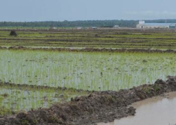 Rice growing in Lwera