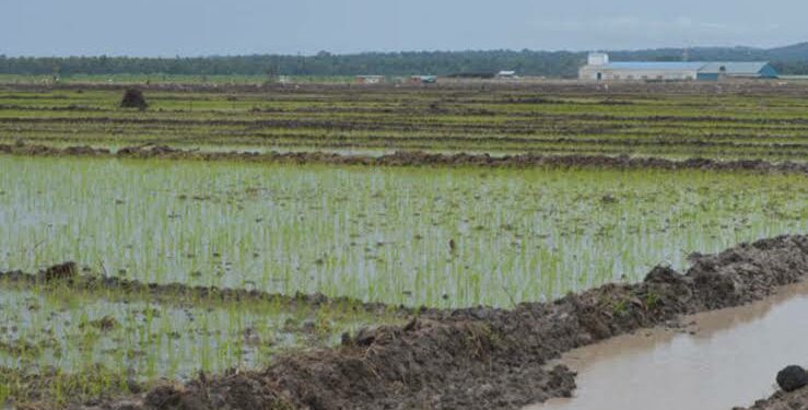 Rice growing in Lwera