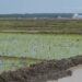 Rice growing in Lwera