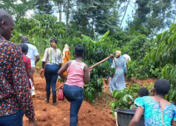 Ggwayambadde's farm is an embodiment of several agroecology practices like agroforestry