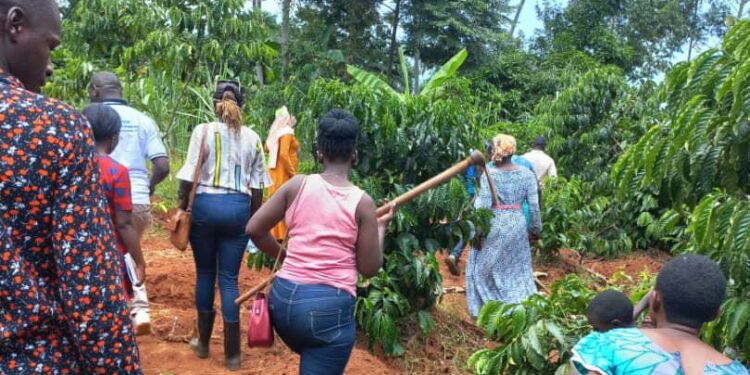 Ggwayambadde's farm is an embodiment of several agroecology practices like agroforestry