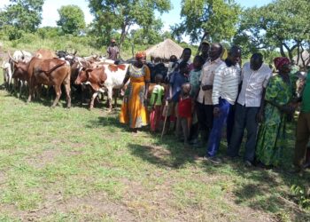 Teso residents with some of the recovered cattle