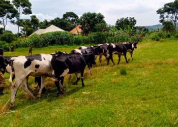 The cows donated by President Museveni