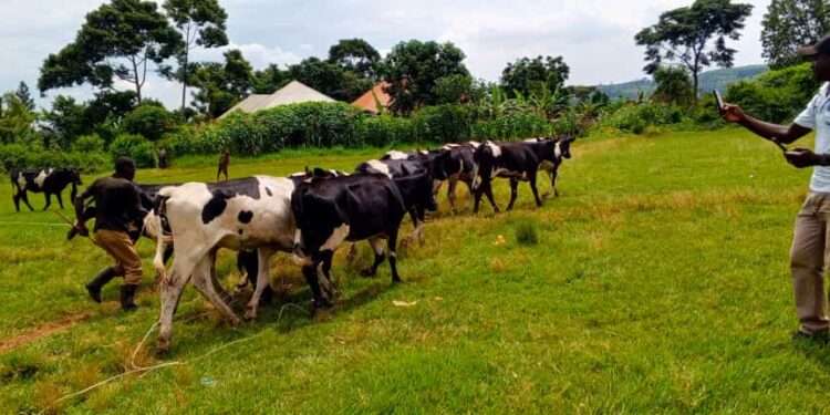 The cows donated by President Museveni