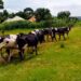 The cows donated by President Museveni