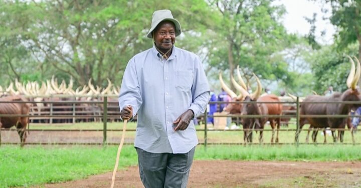 President Yoweri Museveni at his Kisozi farm