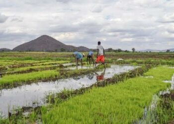 Rice growing scheme in Lwera