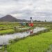 Rice growing scheme in Lwera