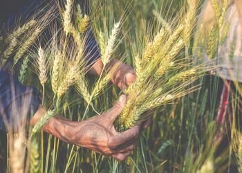 Barley growing in Uganda. Courtesy photo