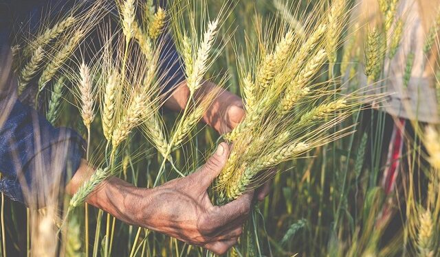 Barley growing in Uganda. Courtesy photo