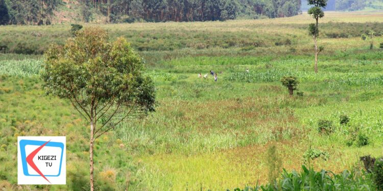 Wetland in Rukiga. Photo by ROBERT Ndyamuhaki Faadha