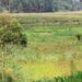 Wetland in Rukiga. Photo by ROBERT Ndyamuhaki Faadha