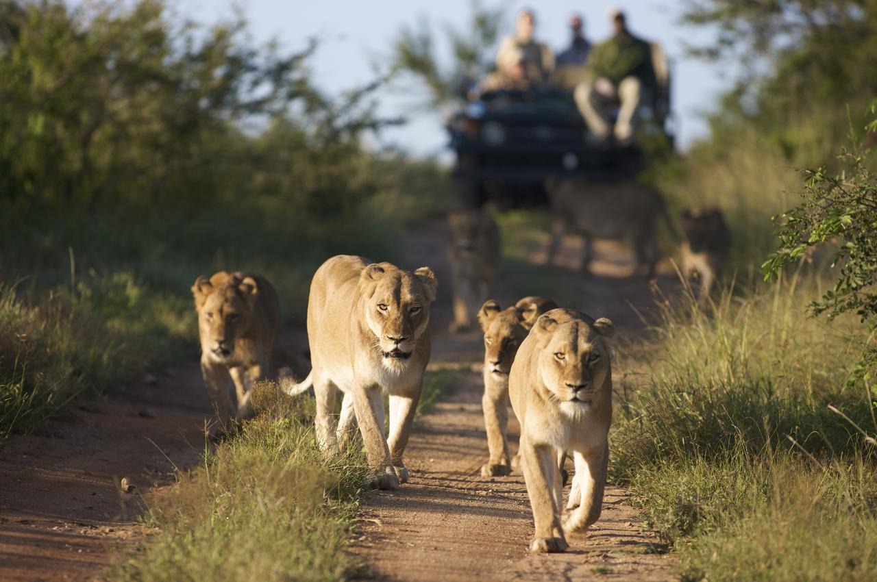 Wildlife watching. Сафари Крюгер парк. Национальный парк сафари ЮАР. Национальный парк Крюгер ЮАР. Парк Крюгера в Африке.