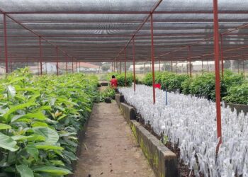 Hass ovacado seedlings production