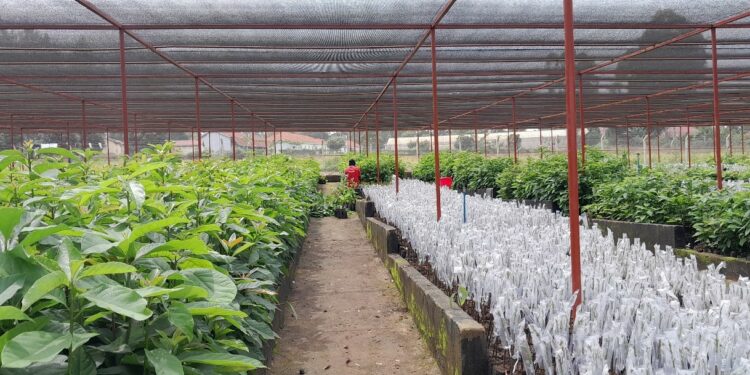 Hass ovacado seedlings production