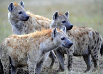 Hyenas