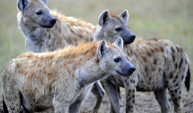 Hyenas