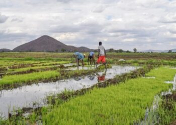 Rice growing in swamp