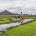 Rice growing in swamp