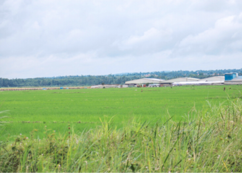 Zong's Industries Limited in Lwera Wetland is one of the entities in Uganda that use agro inputs to grow rice on a large scale