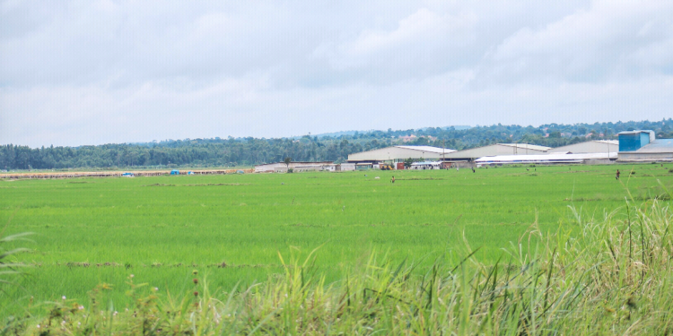 Zong's Industries Limited in Lwera Wetland is one of the entities in Uganda that use agro inputs to grow rice on a large scale