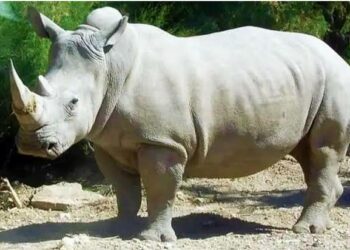 White Rhino