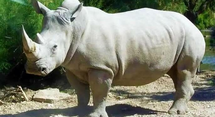 White Rhino