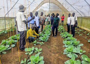 Lango based journalists having a field visit of the research facilities at NARO Ngetta Zonal Agricultural Research and Development Institute in Lira