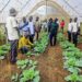 Lango based journalists having a field visit of the research facilities at NARO Ngetta Zonal Agricultural Research and Development Institute in Lira